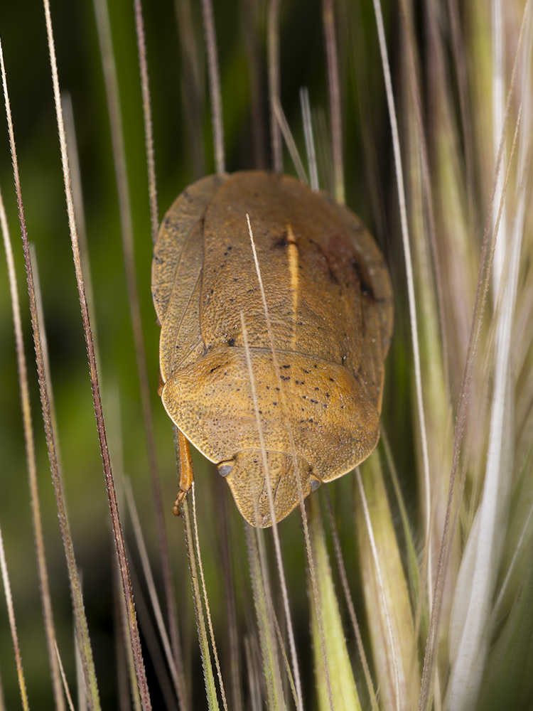 Eurygaster austriaca?